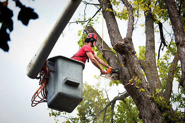 Best Tree Removal Services  in Innsbrook, VA